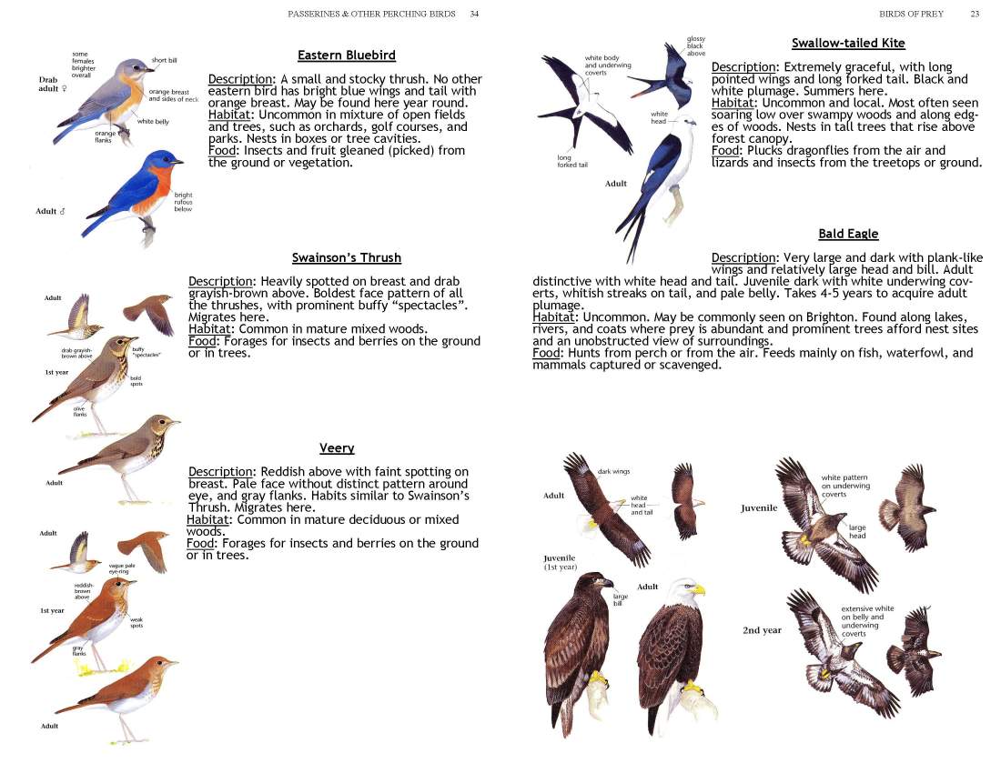 ERMD_Birding_FieldGuide 5_Page_23