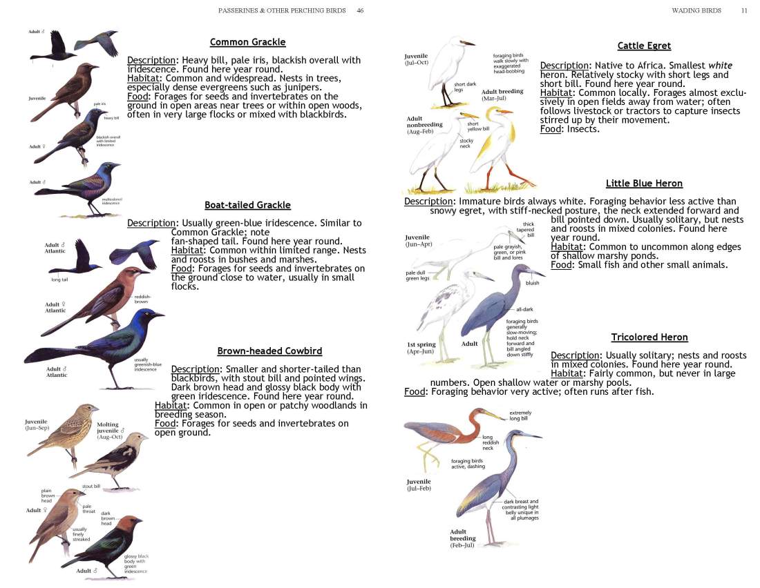ERMD_Birding_FieldGuide 5_Page_11
