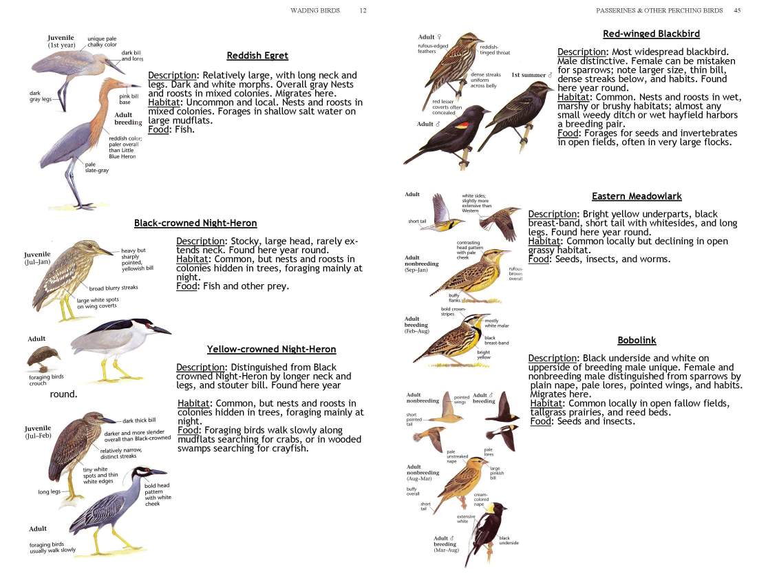 ERMD_Birding_FieldGuide 5_Page_12