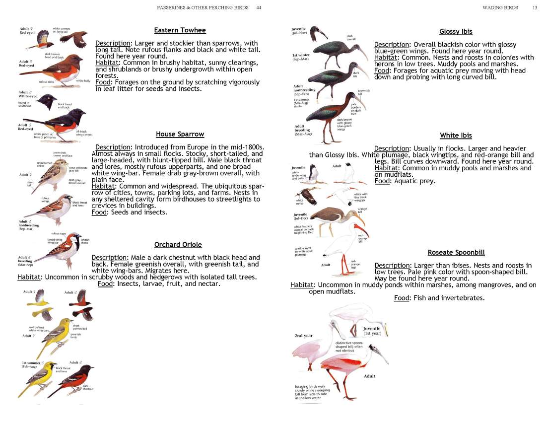 ERMD_Birding_FieldGuide 5_Page_13