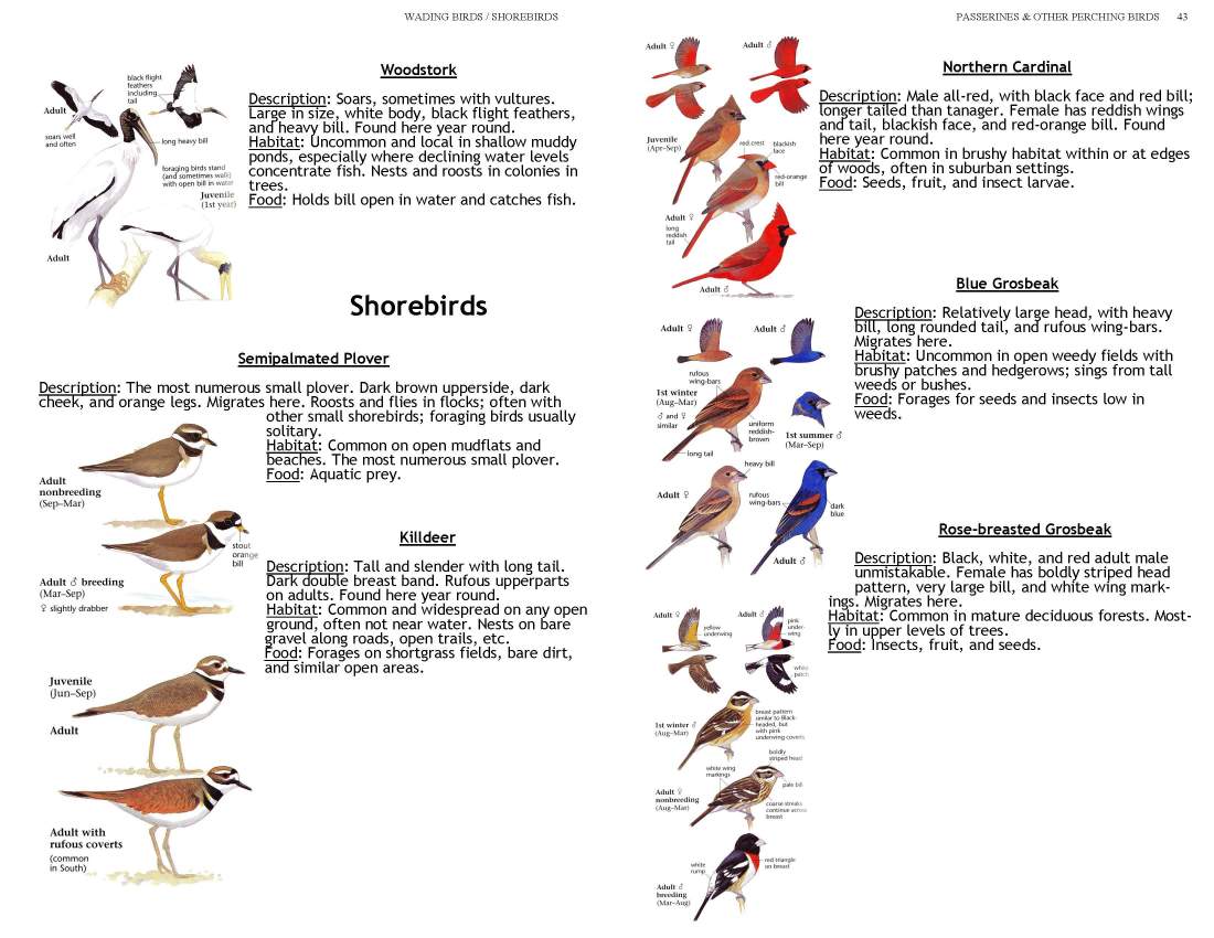 ERMD_Birding_FieldGuide 5_Page_14