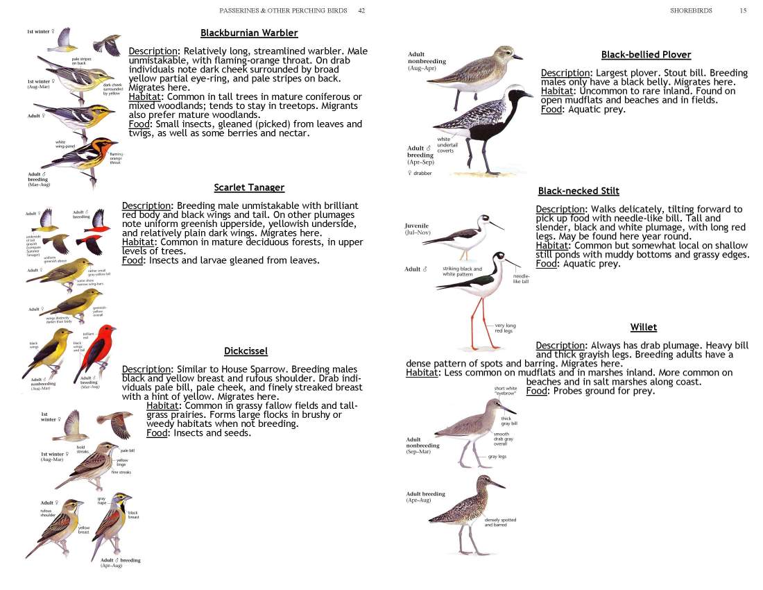 ERMD_Birding_FieldGuide 5_Page_15