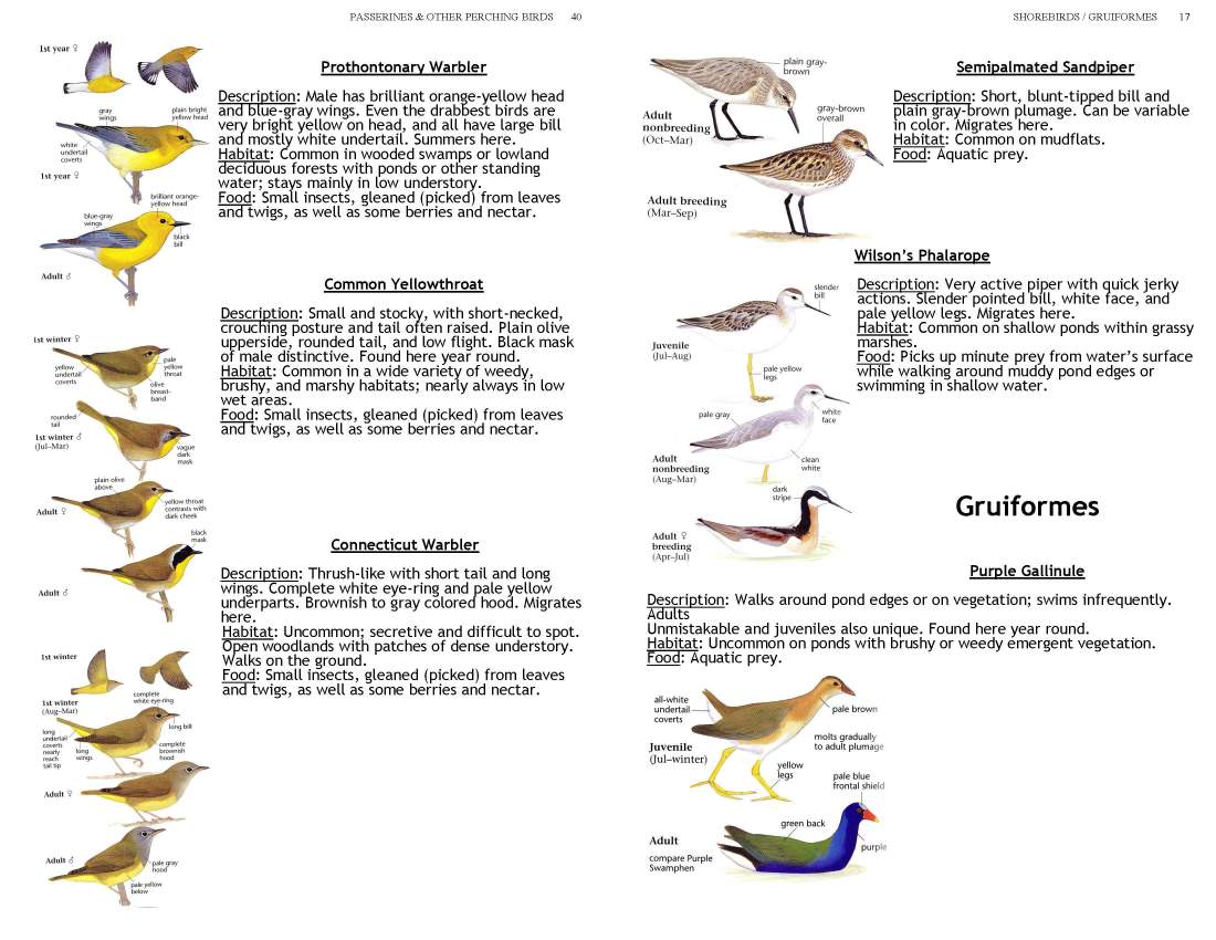 ERMD_Birding_FieldGuide 5_Page_17