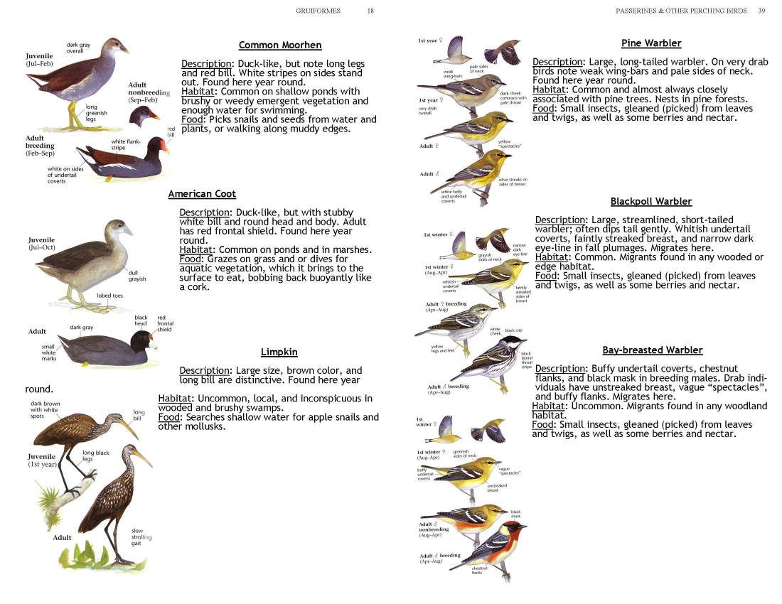 ERMD_Birding_FieldGuide 5_Page_18