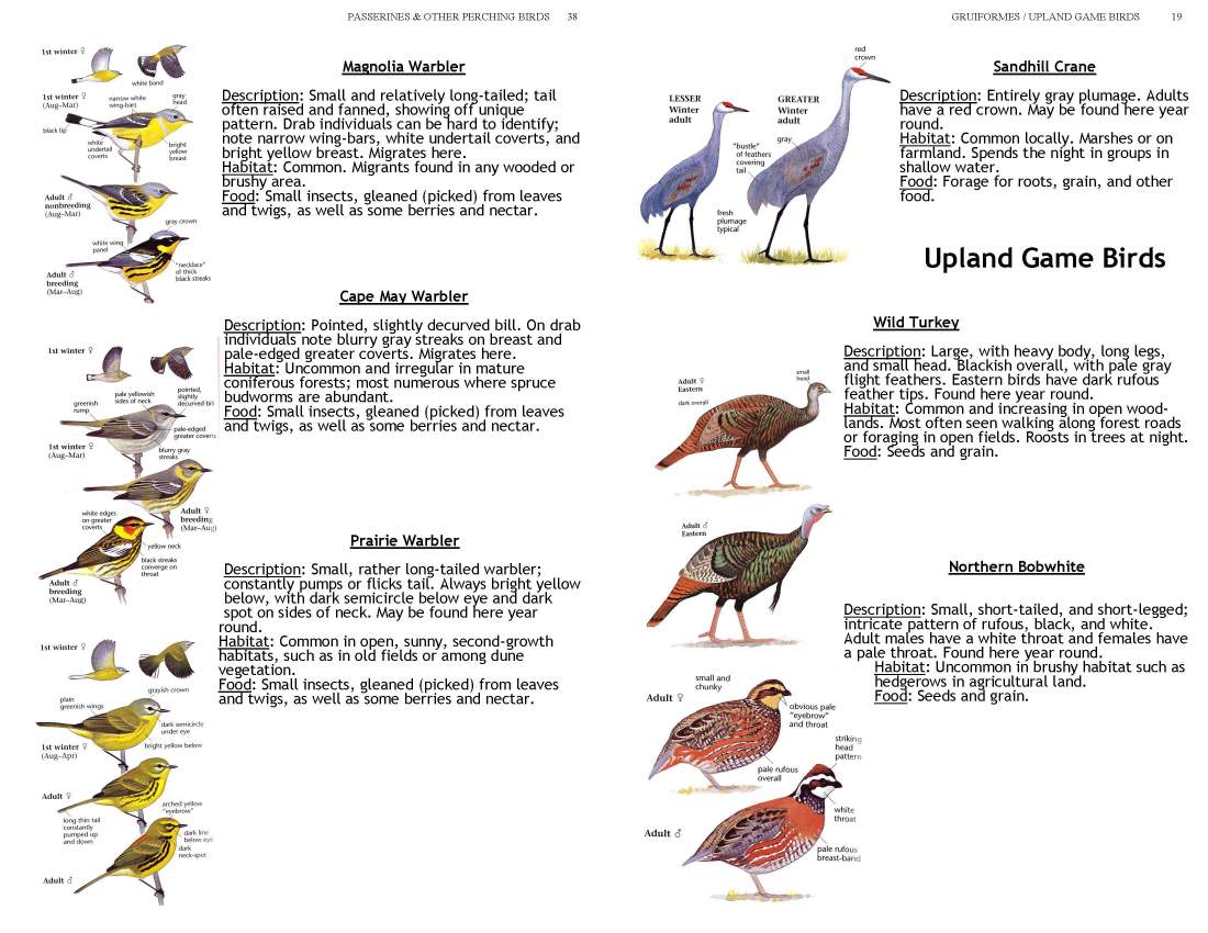 ERMD_Birding_FieldGuide 5_Page_19