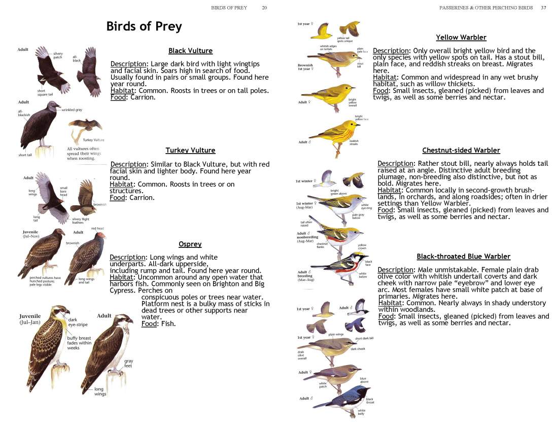 ERMD_Birding_FieldGuide 5_Page_20