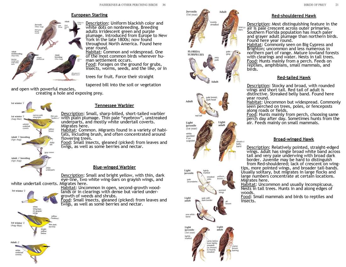 ERMD_Birding_FieldGuide 5_Page_21