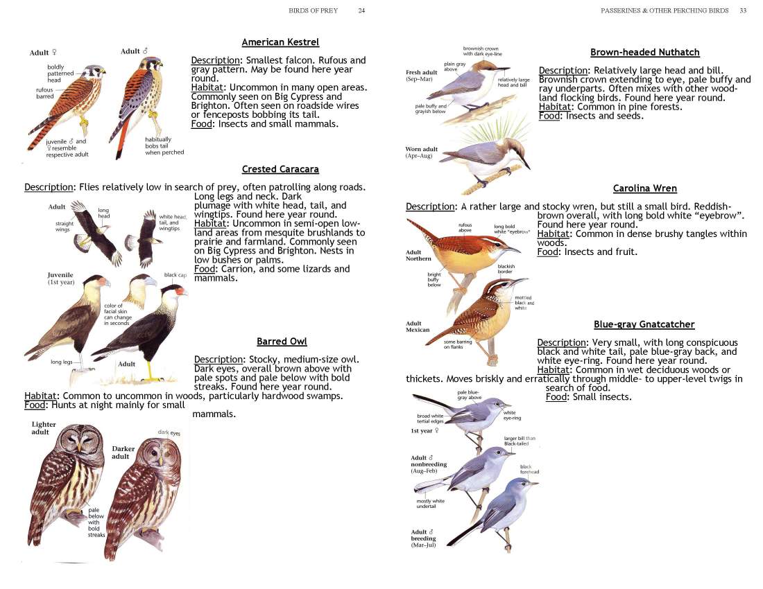 ERMD_Birding_FieldGuide 5_Page_24