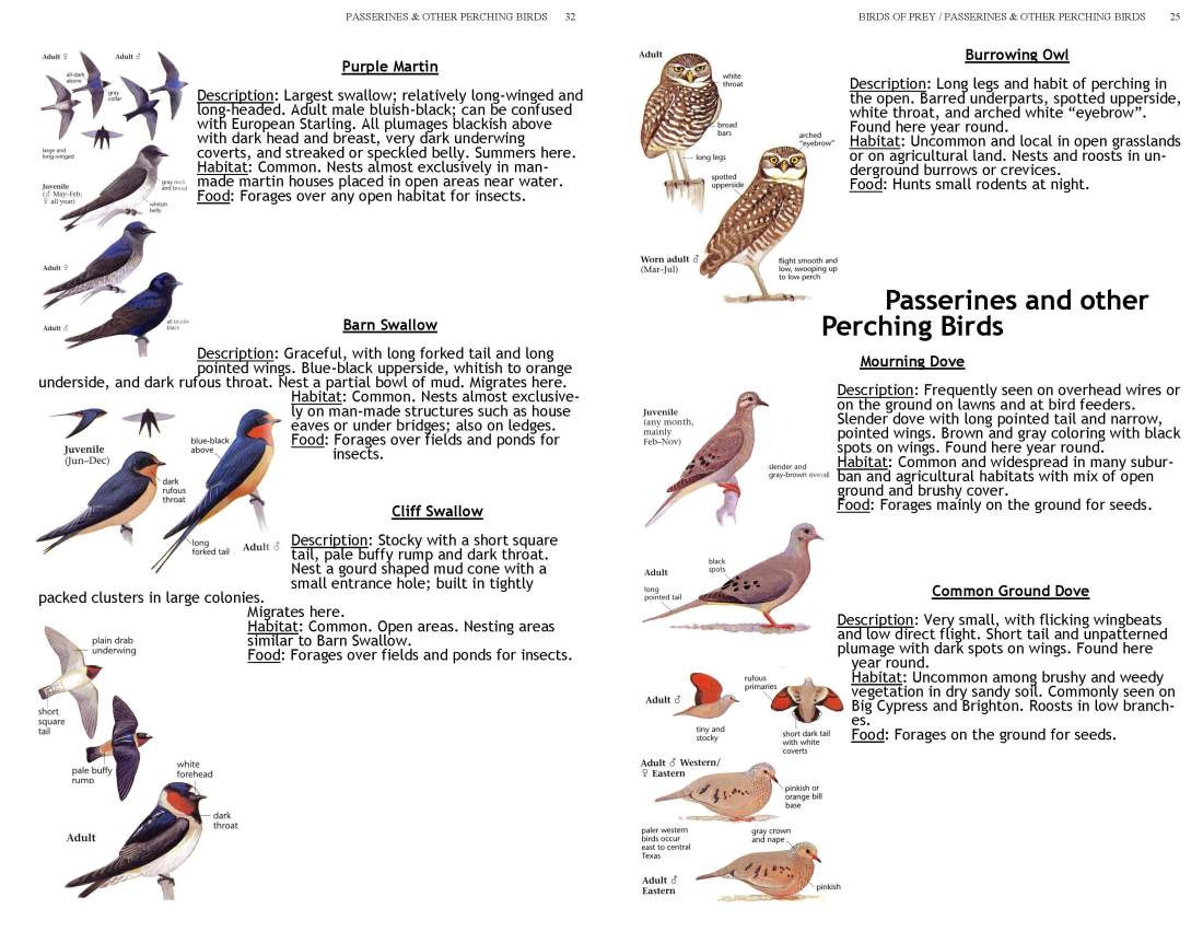 ERMD_Birding_FieldGuide 5_Page_25