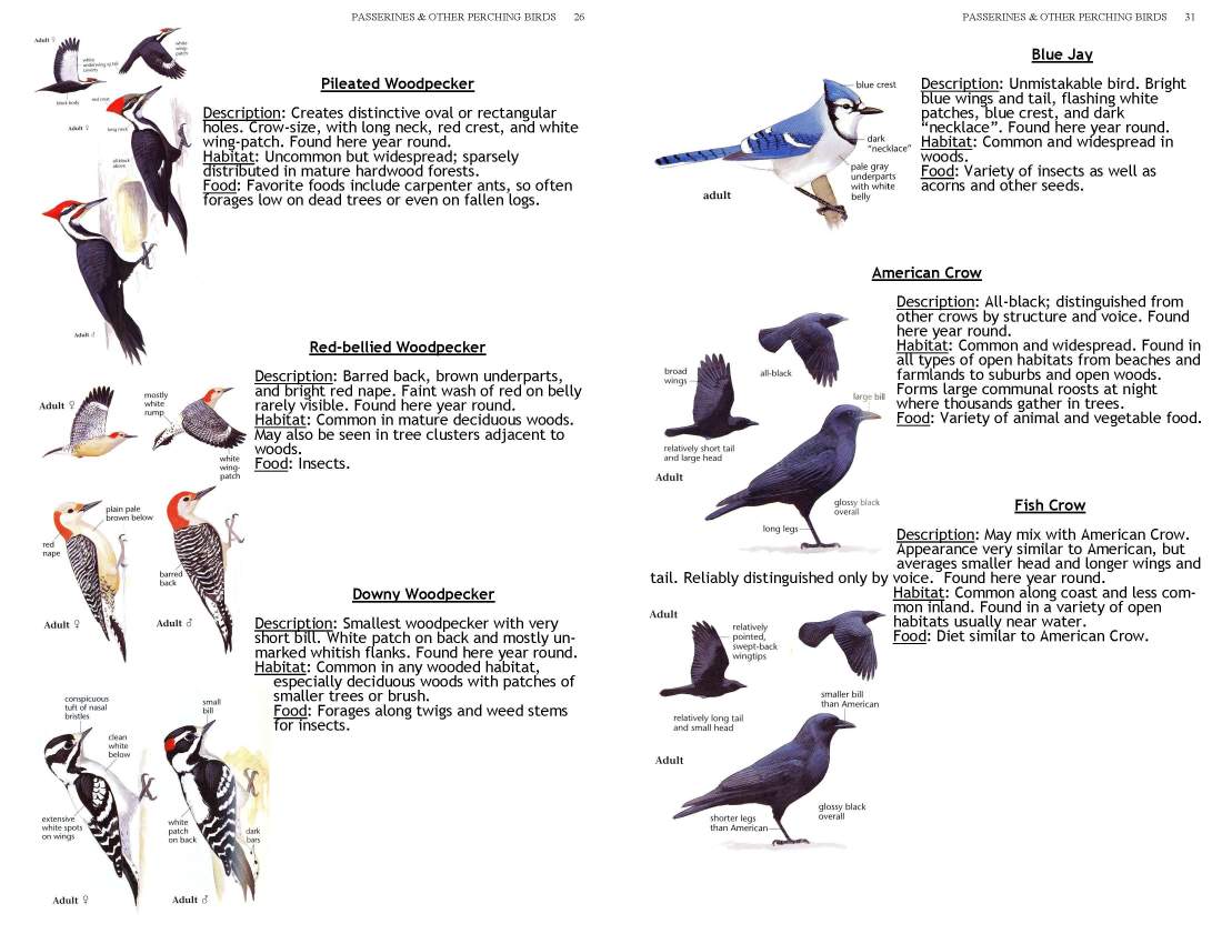 ERMD_Birding_FieldGuide 5_Page_26