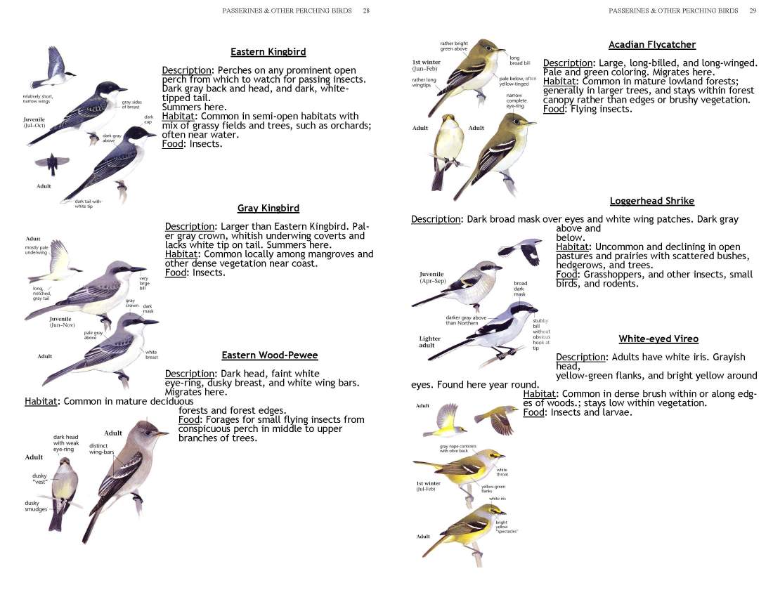 ERMD_Birding_FieldGuide 5_Page_28
