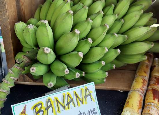 Earth Day Ahfachkee Banana