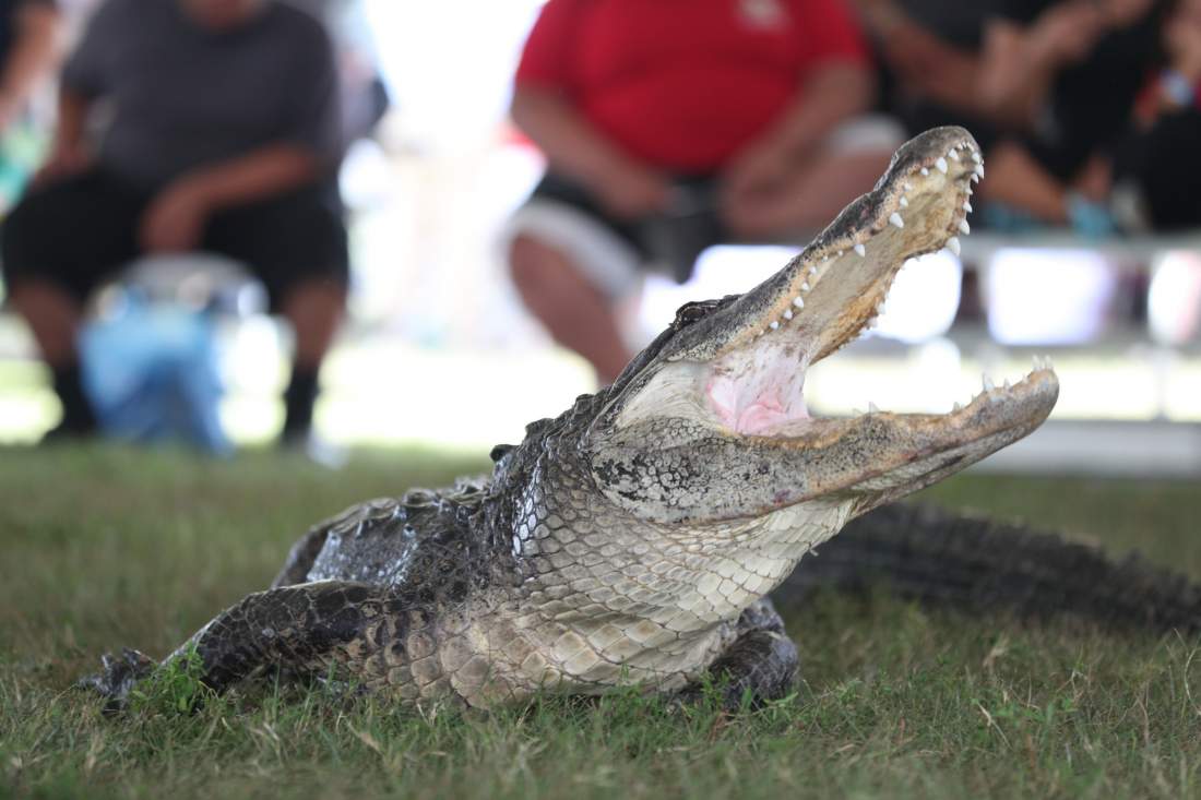 alligator mouth open (5).JPG
