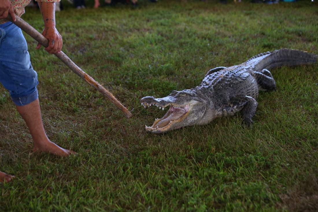 alligator wrestle  mouth wide billie walker stick .JPG