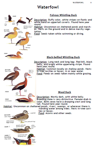 bird 2