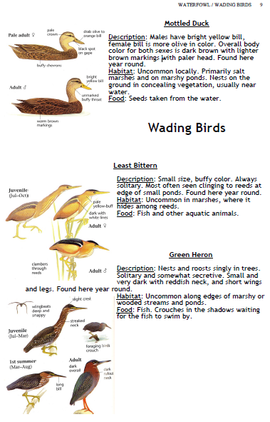 bird 3