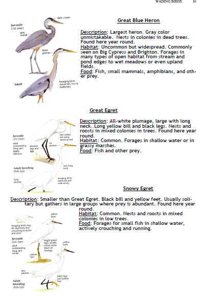 bird 4